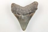 Serrated, 3.00" Fossil Megalodon Tooth - North Carolina - #200724-1